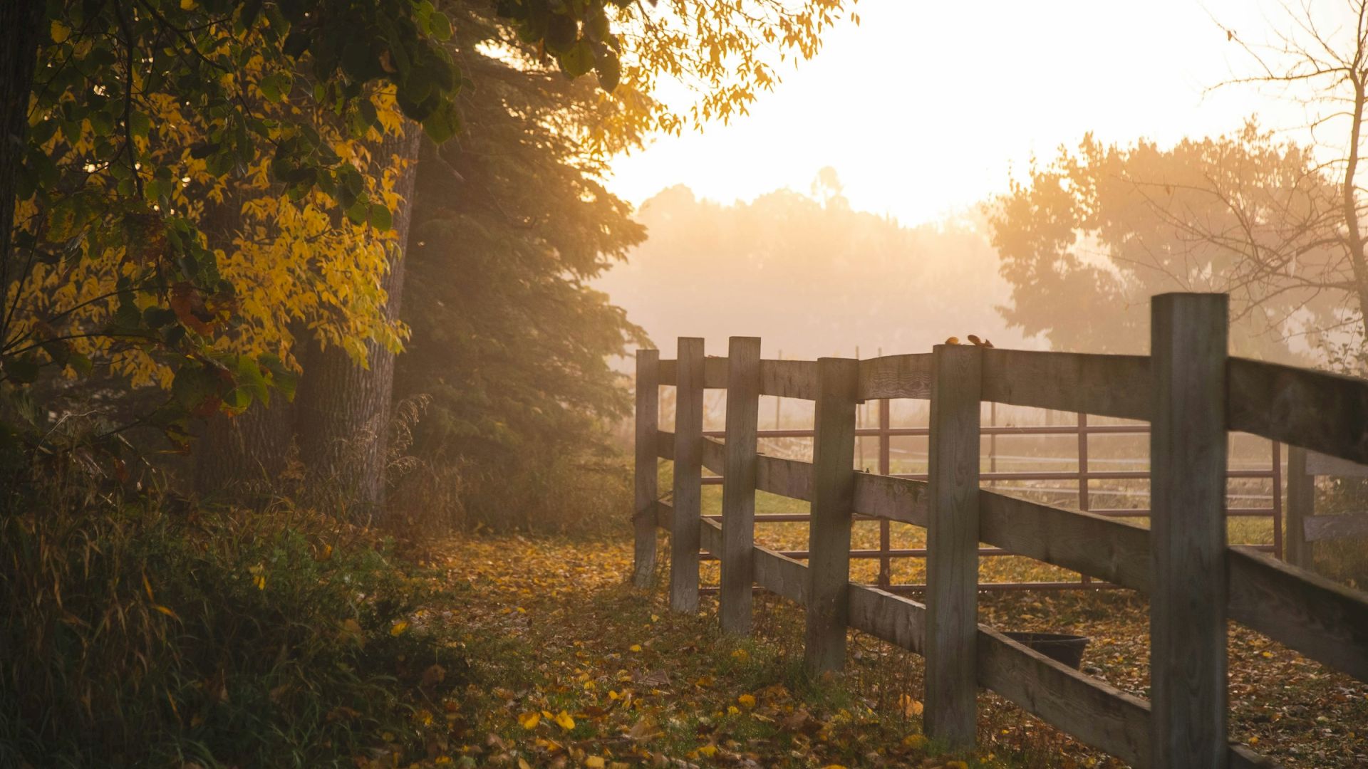 The image shows a serene countryside scene with a wooden fence, morning mist, and autumn leaves scattered on the ground, all under soft sunlight.