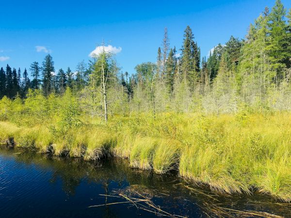 A serene wetland scene with lush grass, trees in the distance, and a calm body of water under a bright blue sky with scattered clouds.