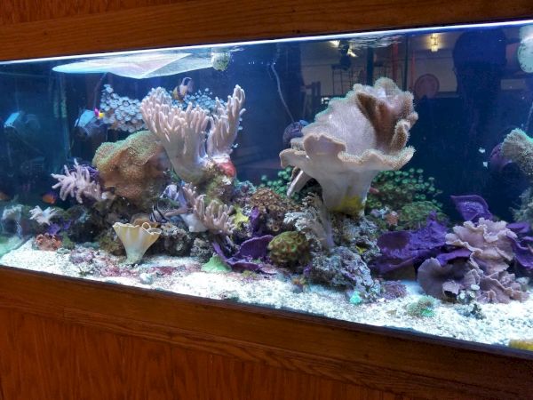 The image shows a large aquarium filled with various coral species and other marine life. It has vibrant colors and is framed with wooden panels.