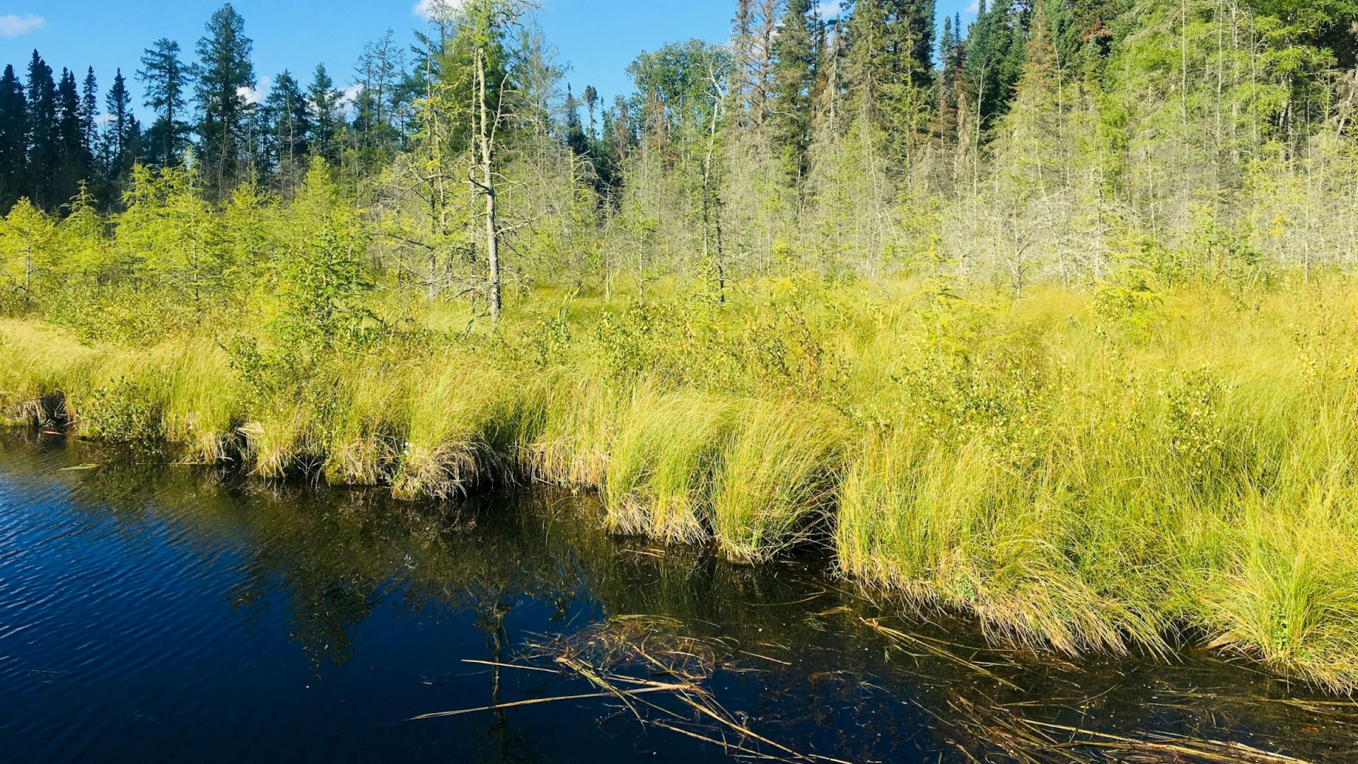 The image shows a serene natural scene with a calm water body, grassy marshland, and a dense forest of trees under a clear blue sky.